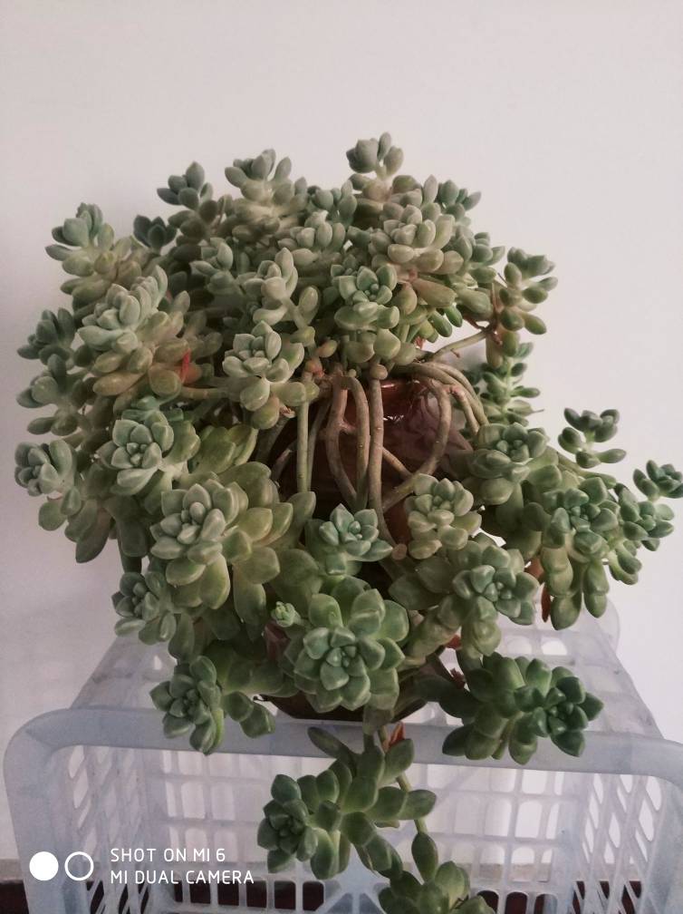姬秋丽