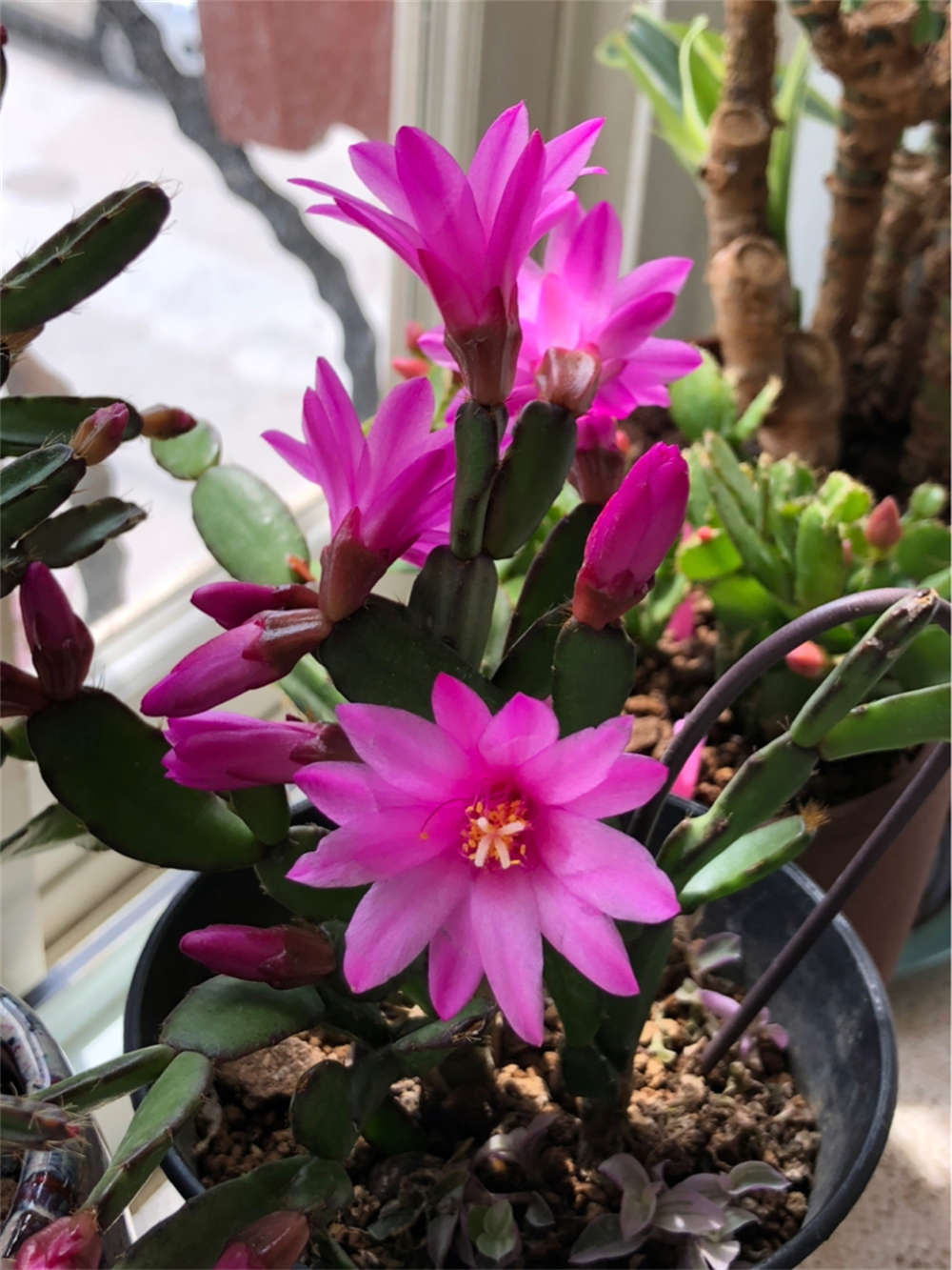 花卉