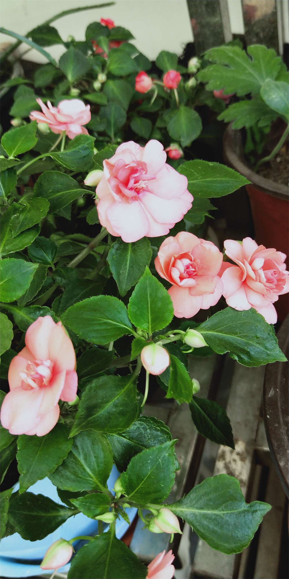 水梅花