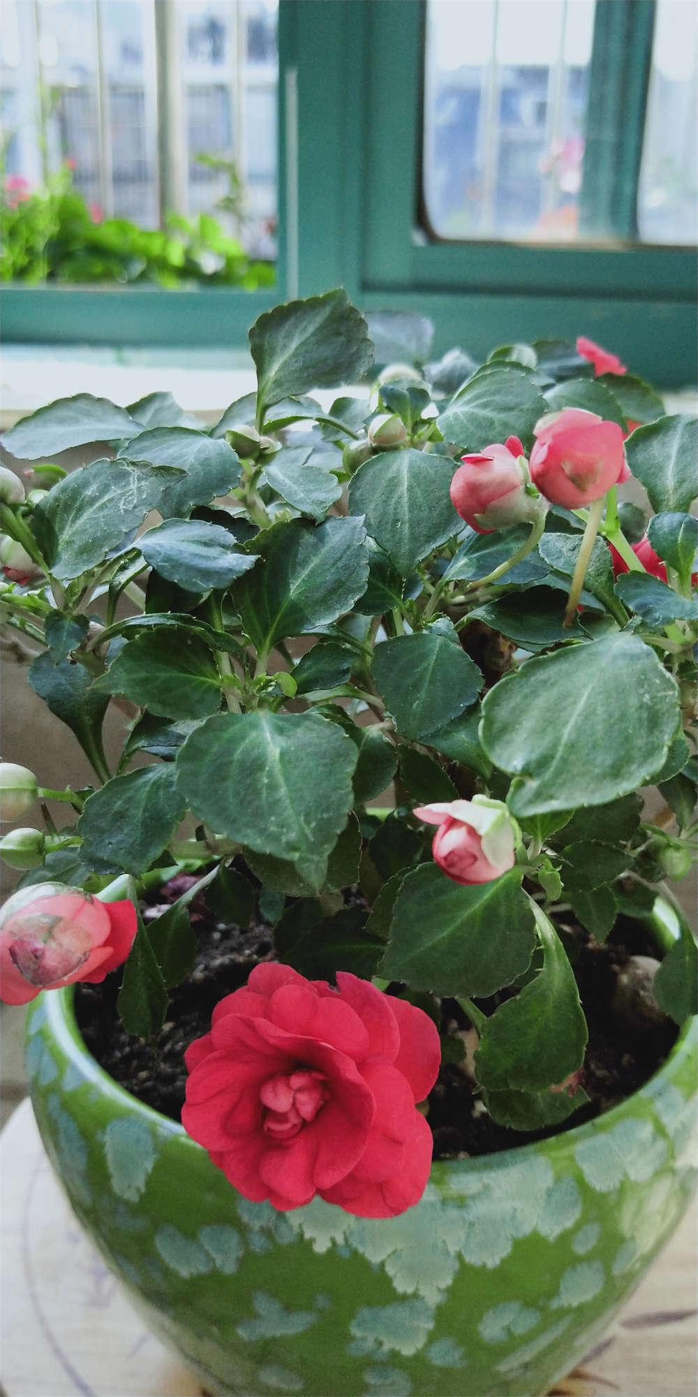 水梅花