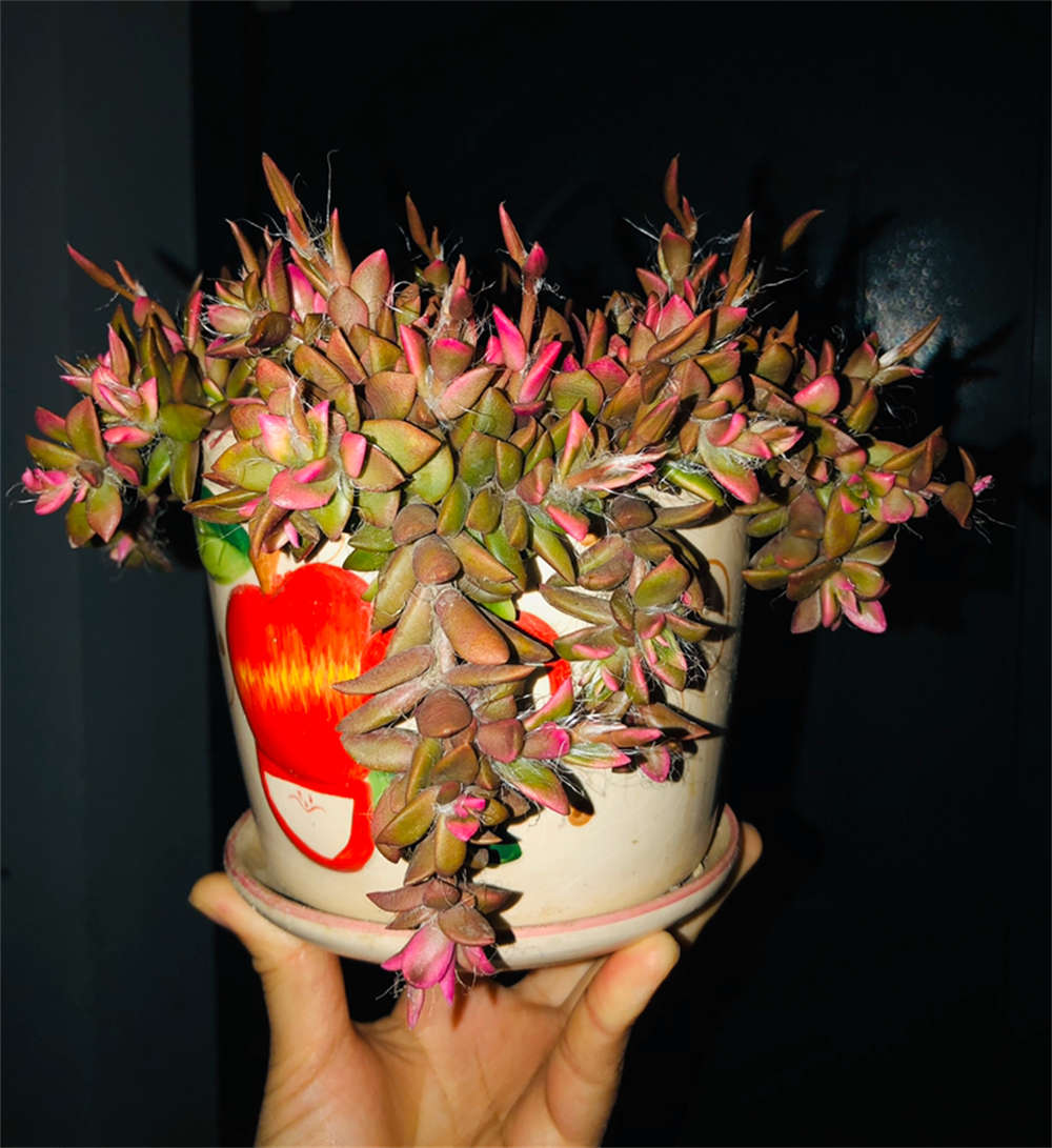 花卉