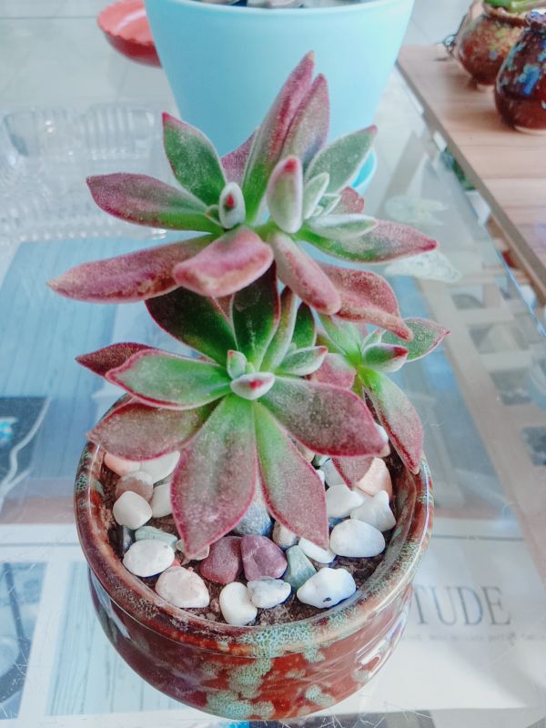 锦晃星