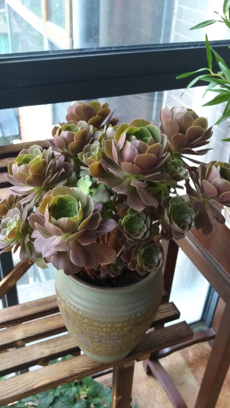 玫瑰法师