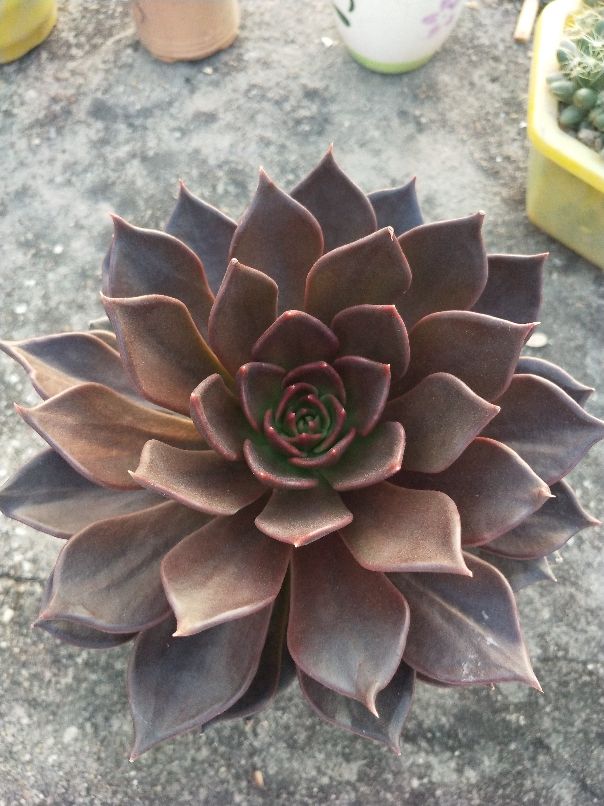 花卉