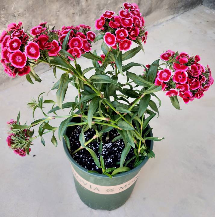 花卉