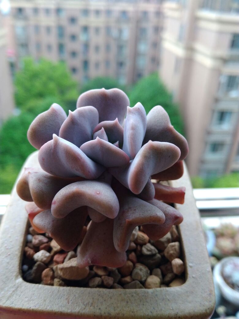 精灵