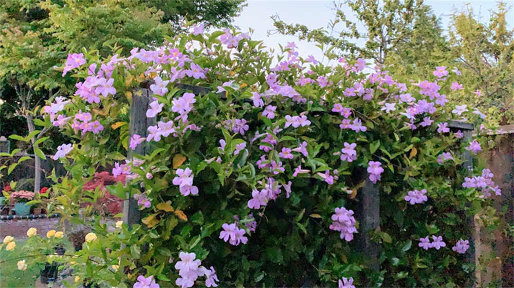 非洲凌霄花