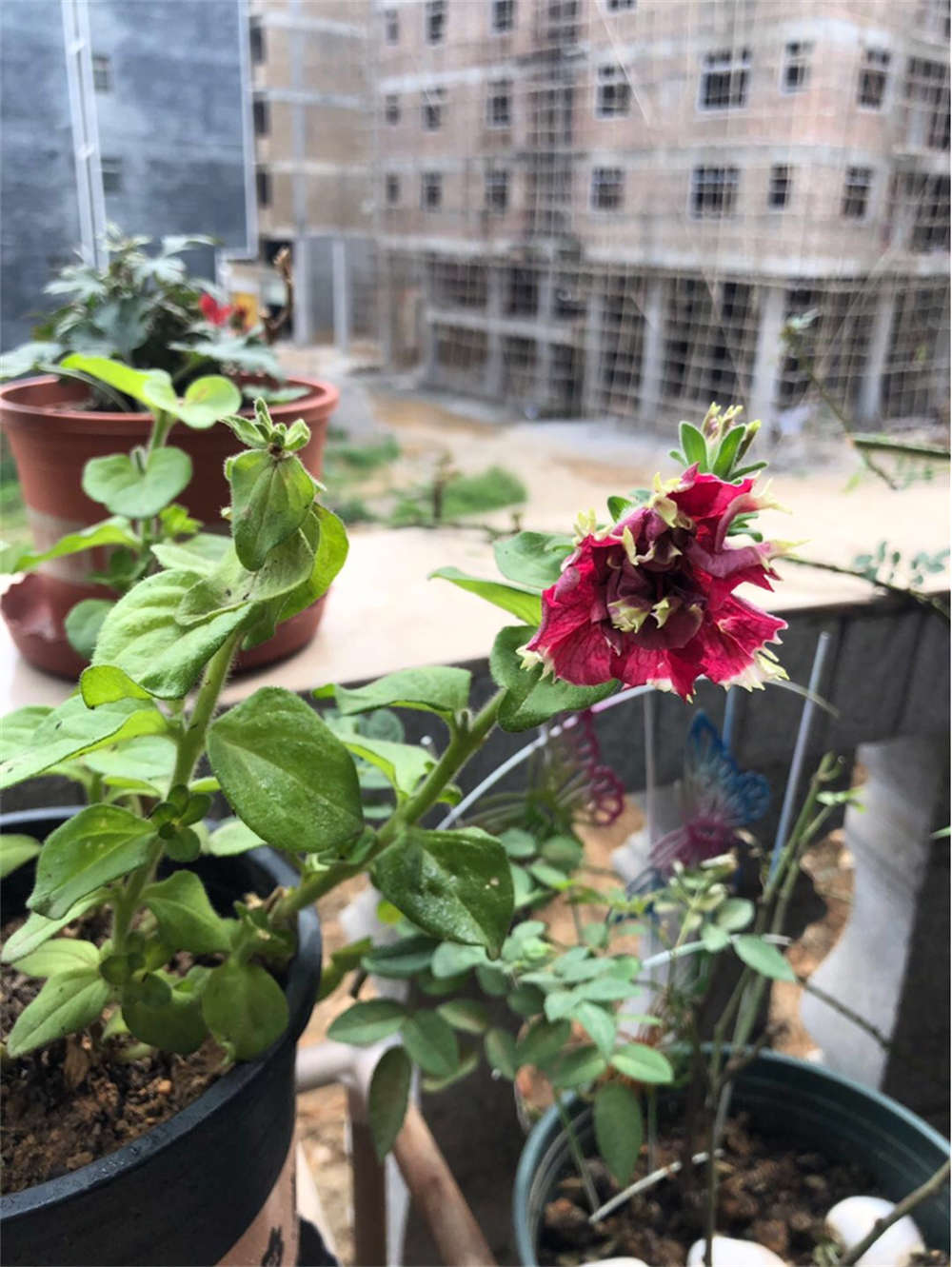 宫灯长寿花