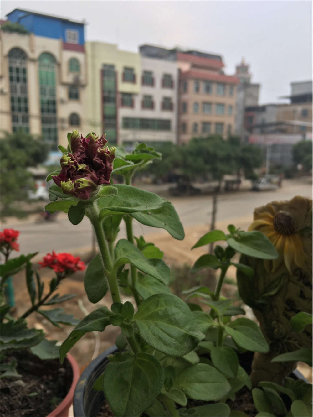 宫灯长寿花
