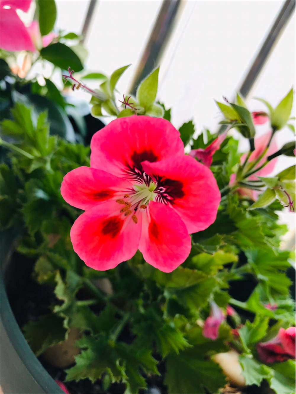 花卉