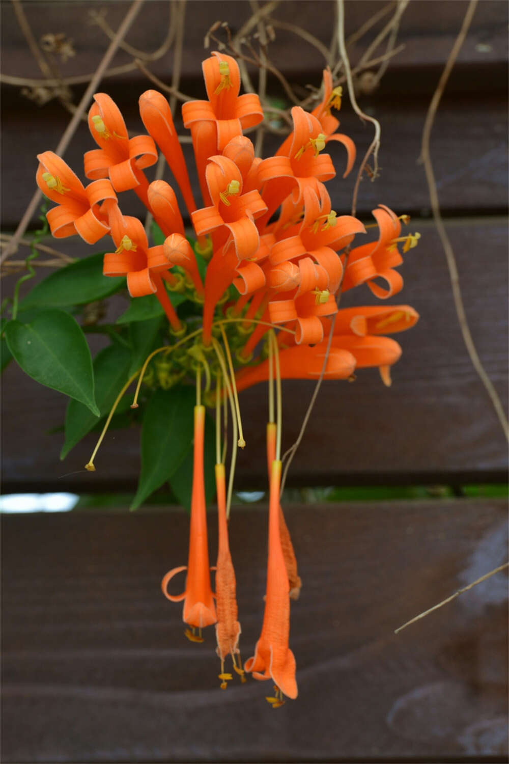 炮仗花