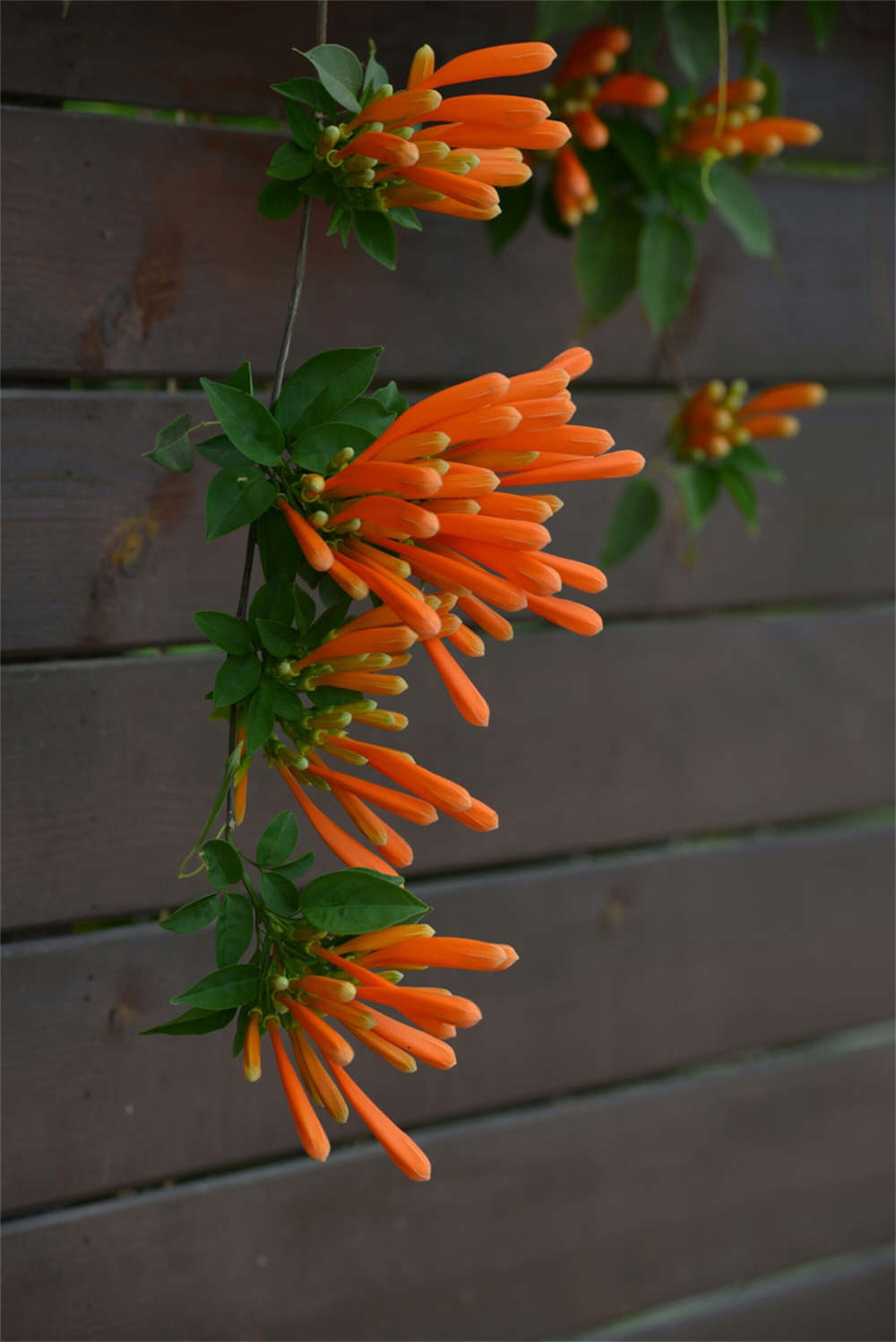 炮仗花