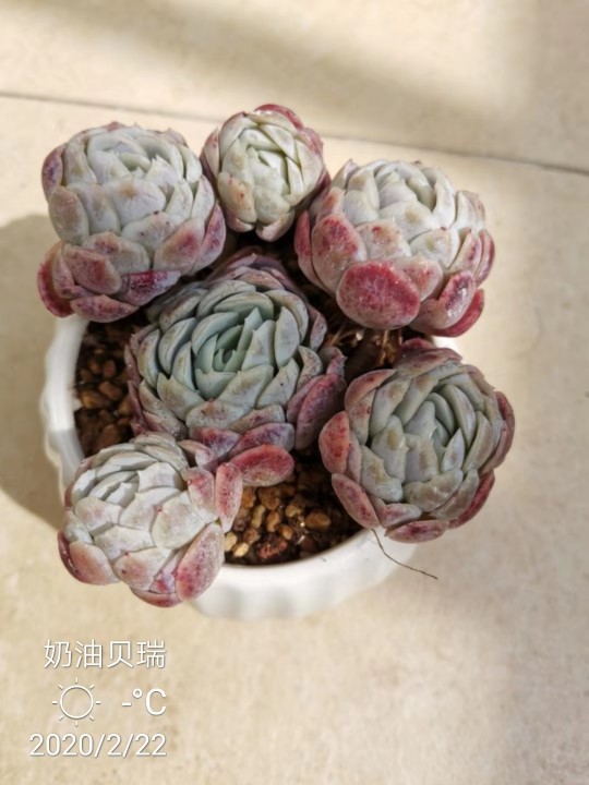 奶油贝瑞