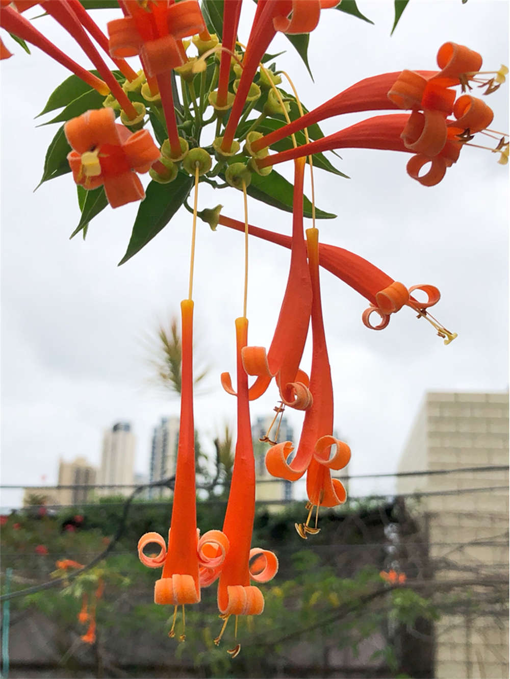 炮仗花