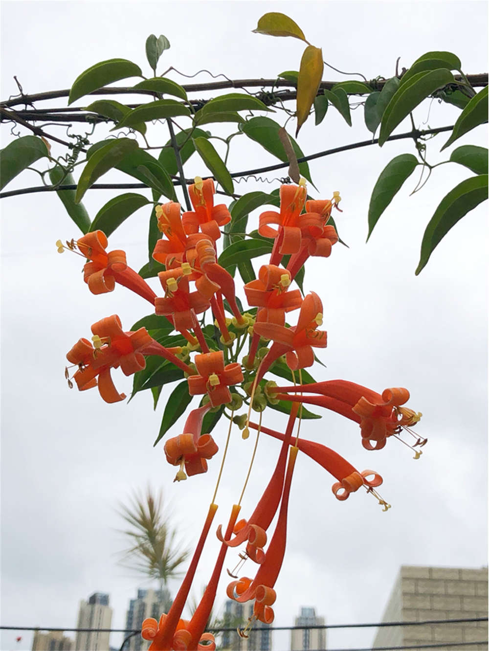 炮仗花
