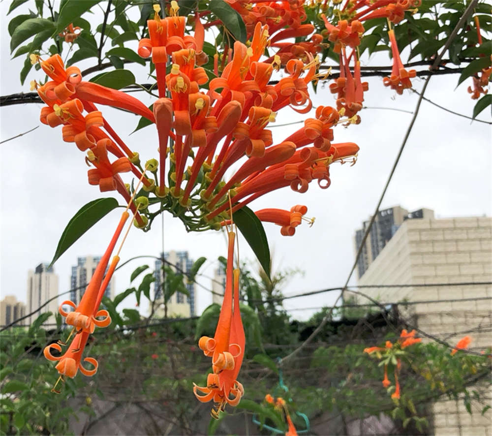 炮仗花