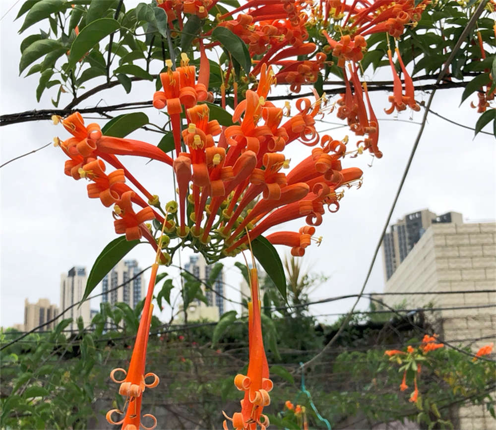 炮仗花