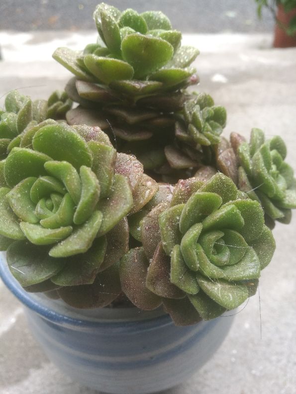 花卉