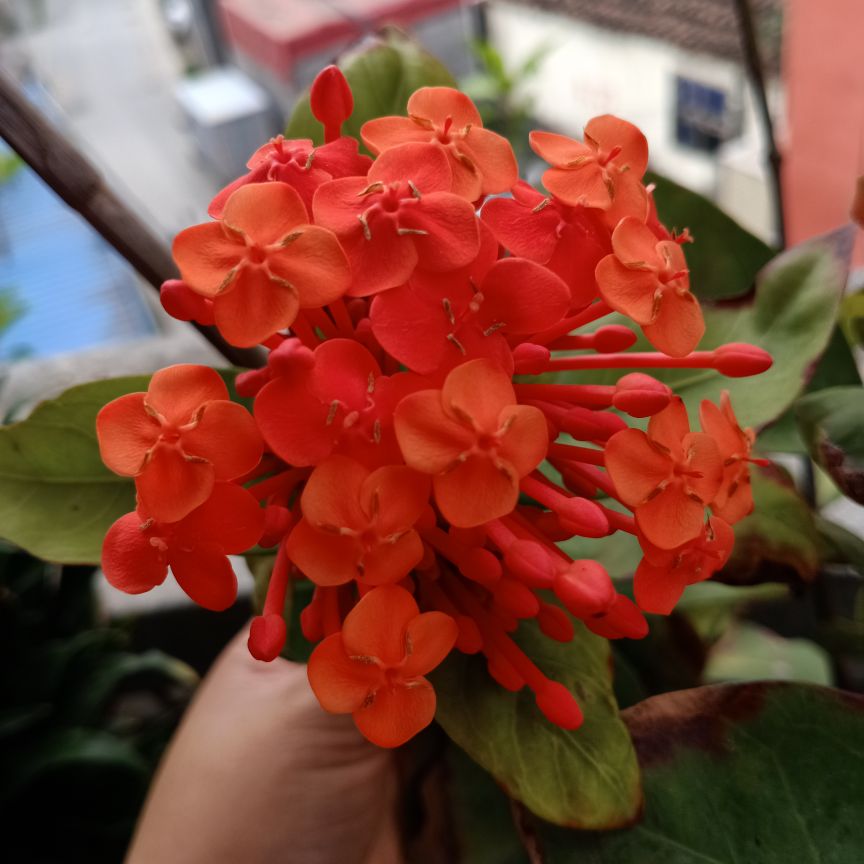 仙丹花