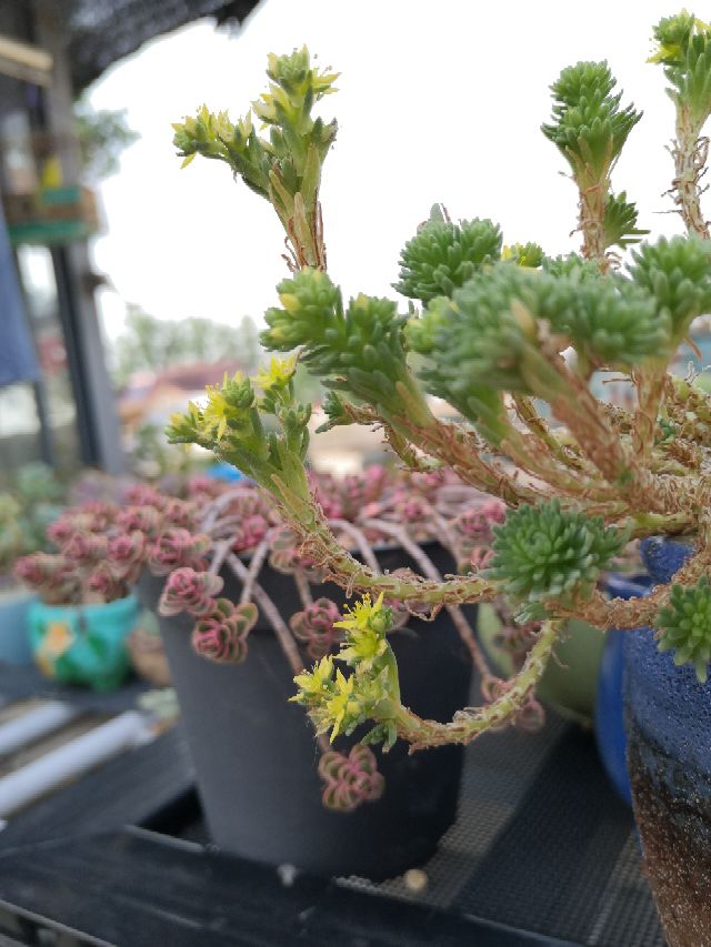 花卉