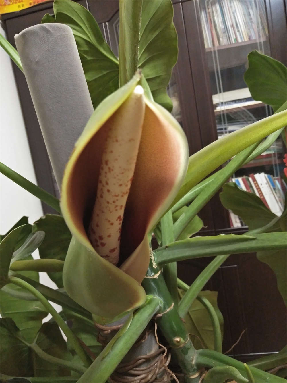 绿宝石花