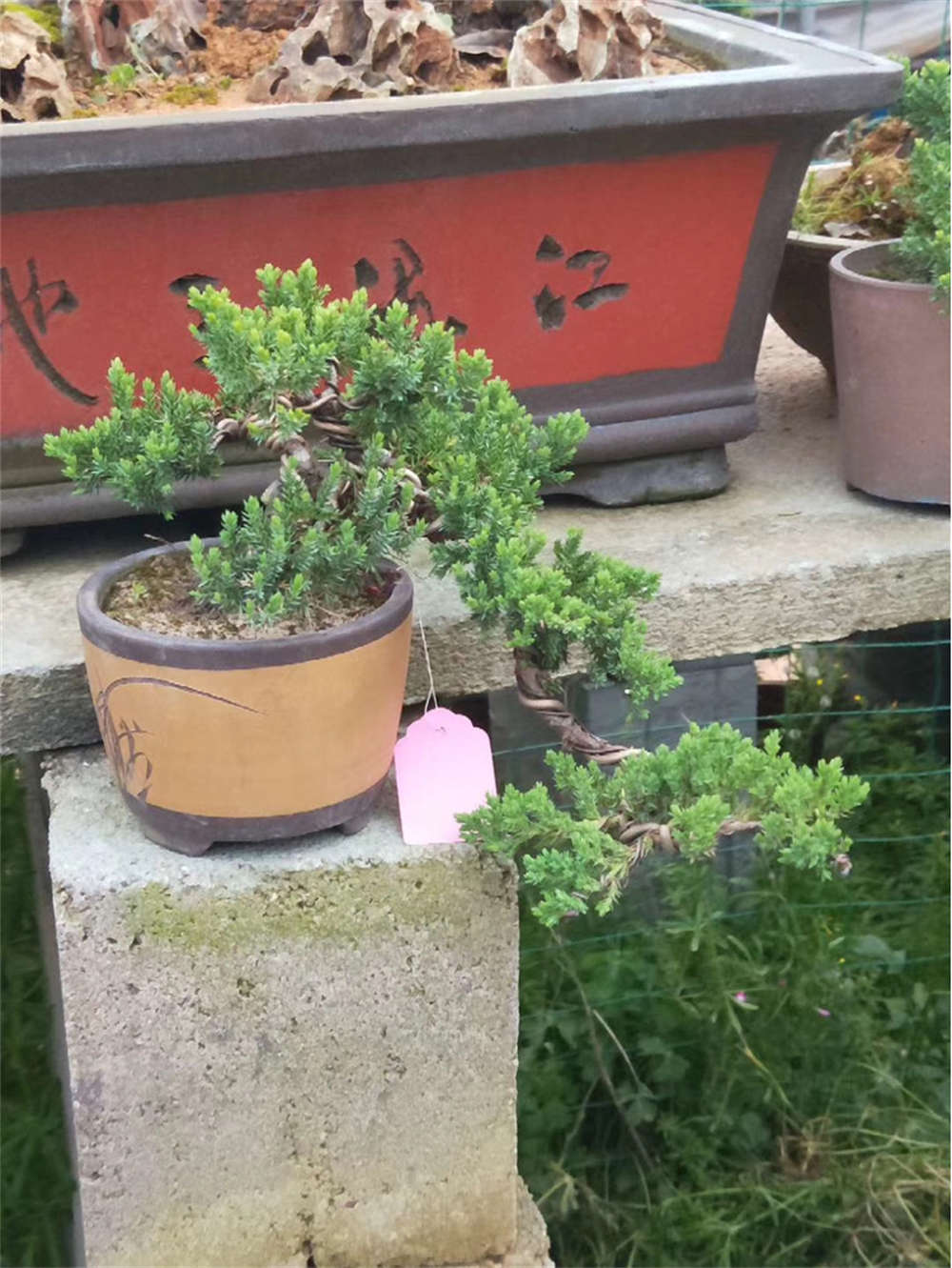 珍珠柏