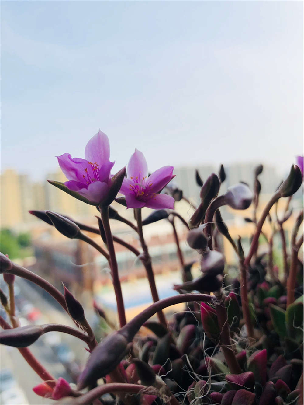 春梦殿锦