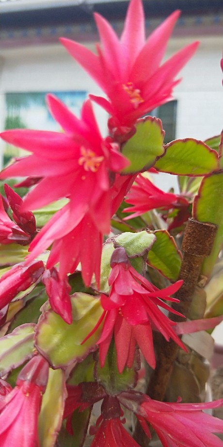 假昙花