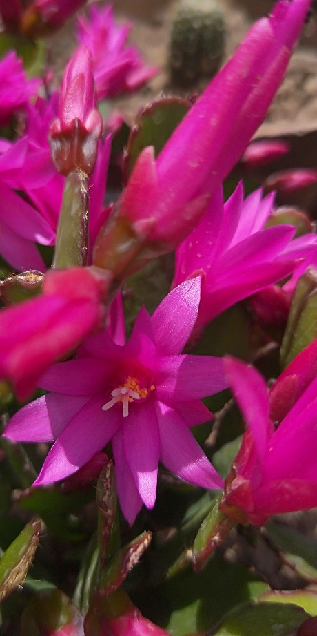 假昙花