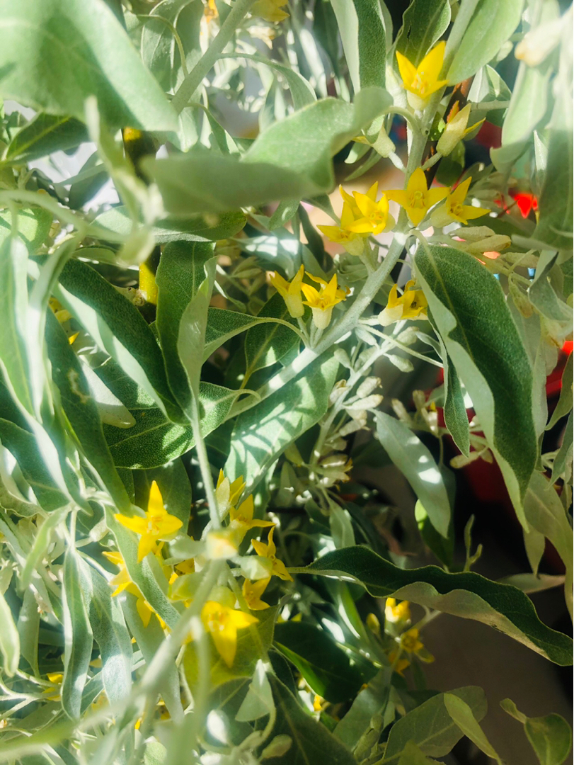 沙枣花