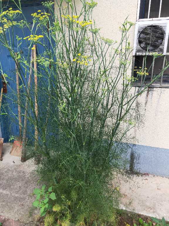 茴香