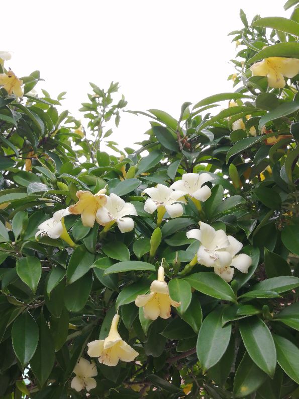 一朵非洲茉莉