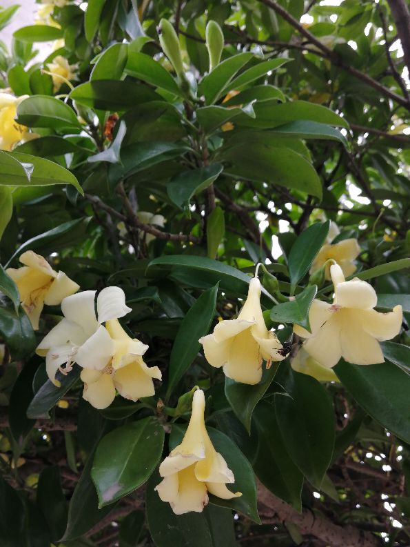 非洲茉莉开花