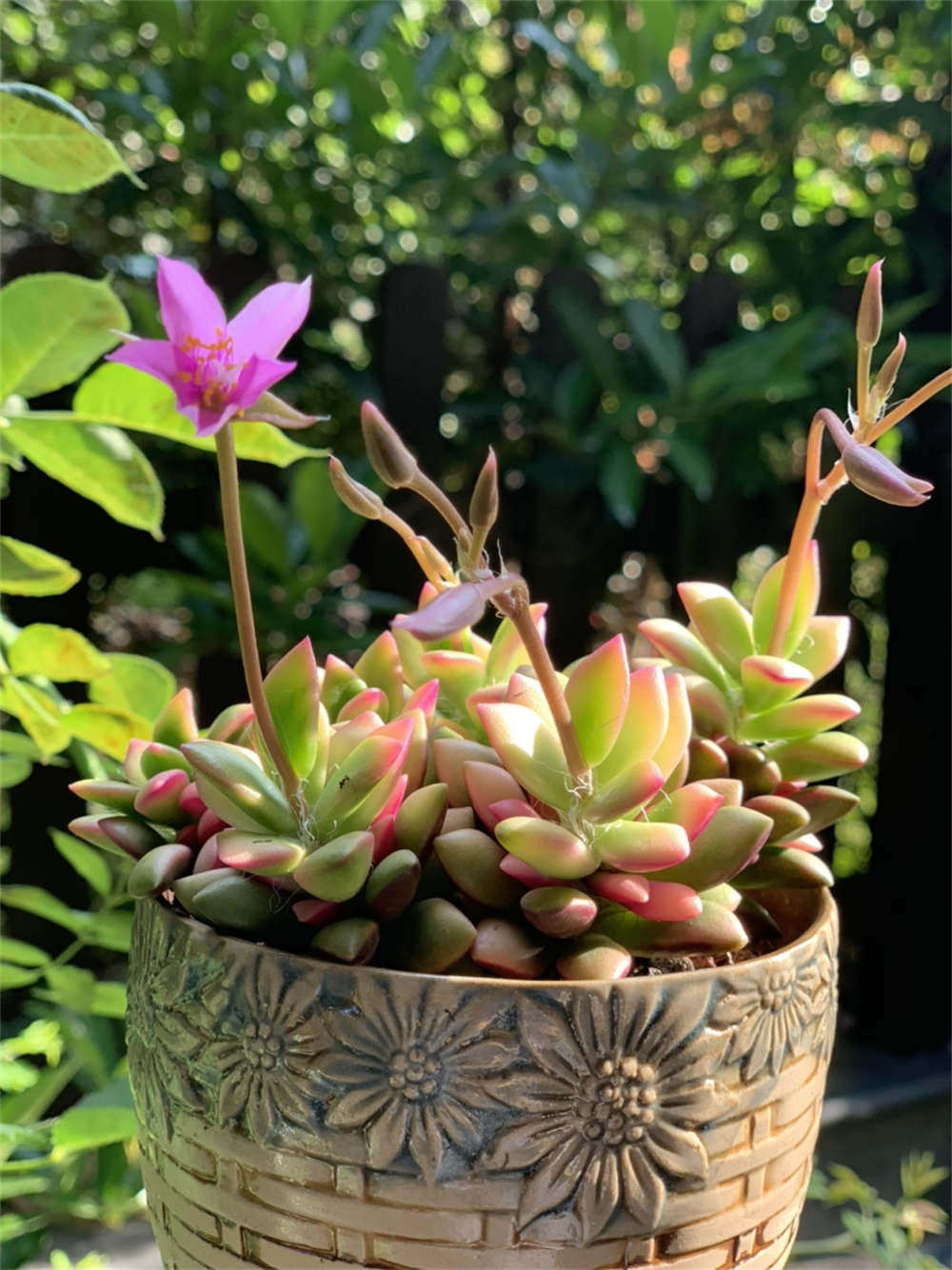 花卉