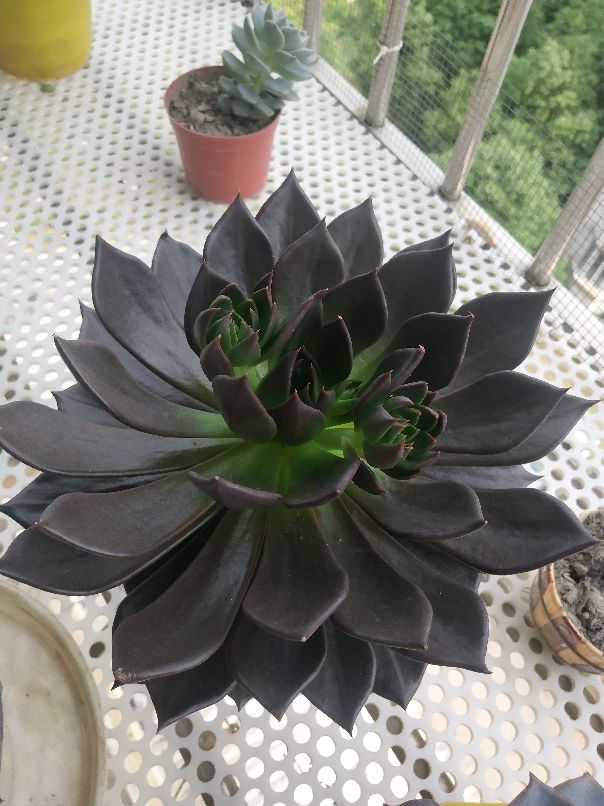 花卉