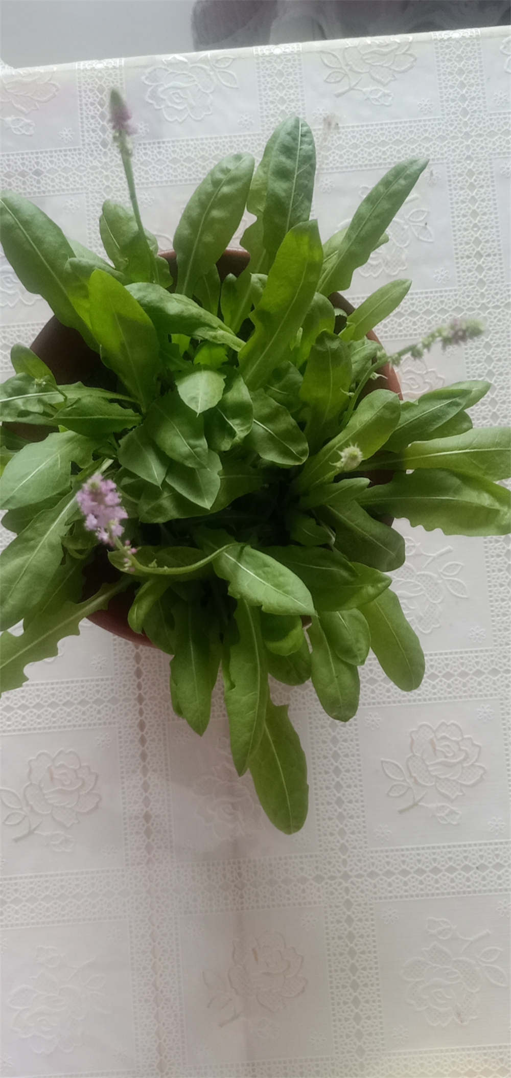 情人草