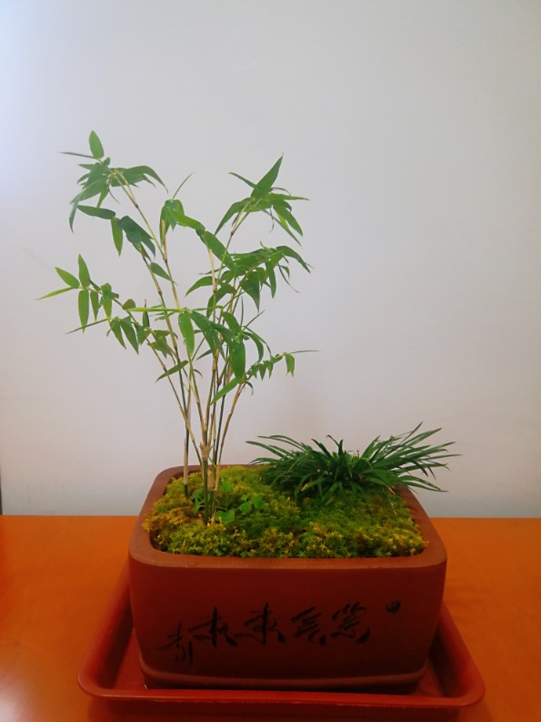 小玉山竹