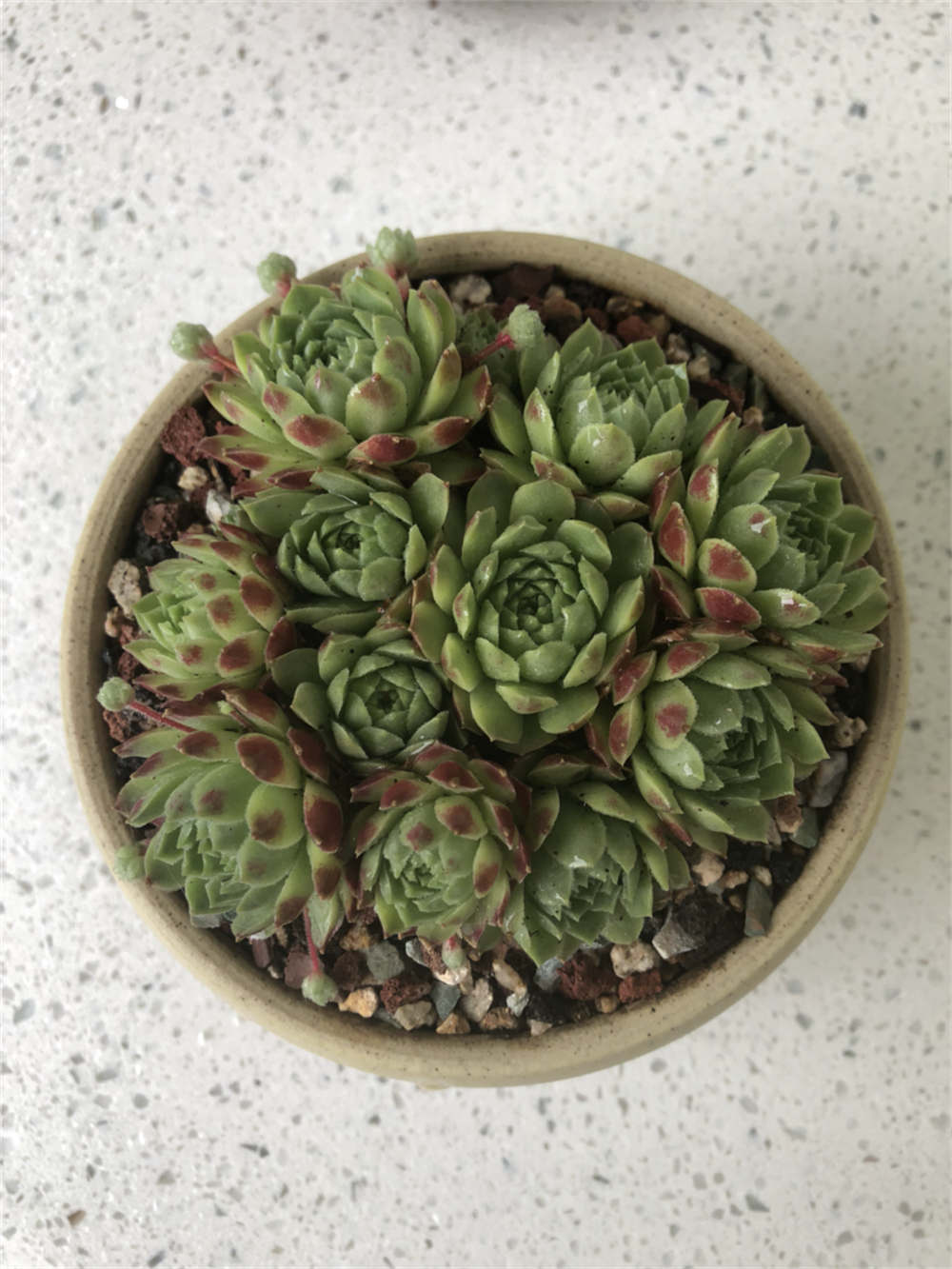花卉