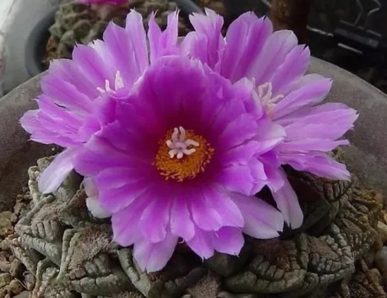 龟甲牡丹