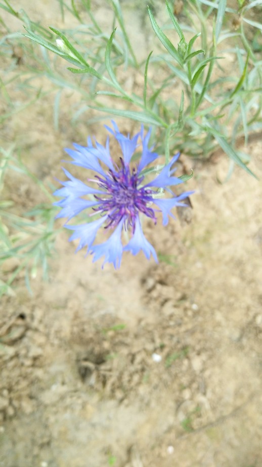 矢车菊