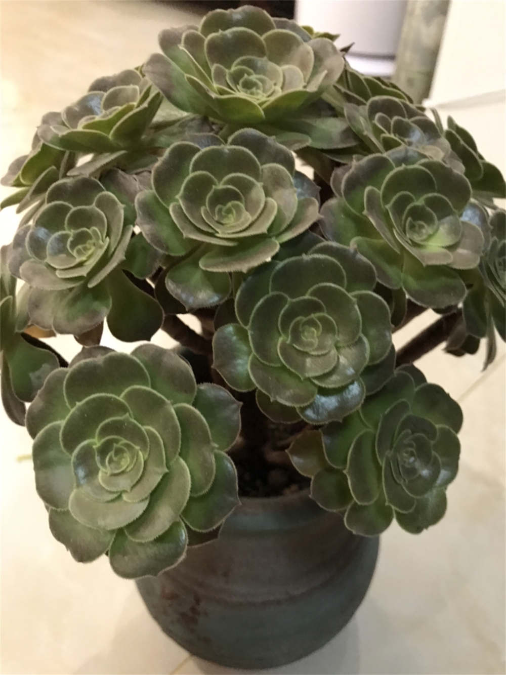 欧紫