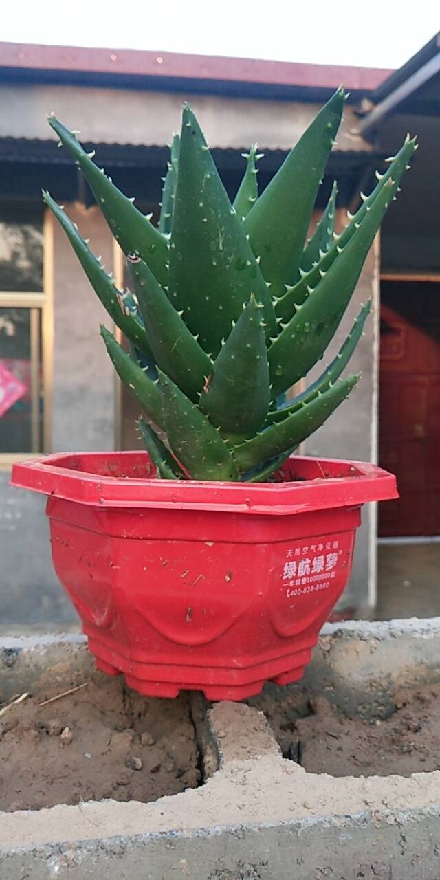 不夜城芦荟