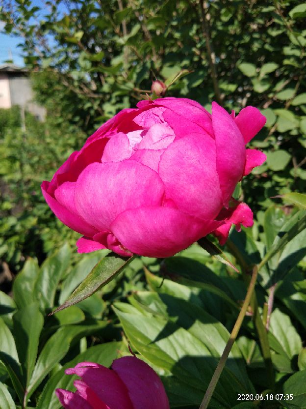 芍药