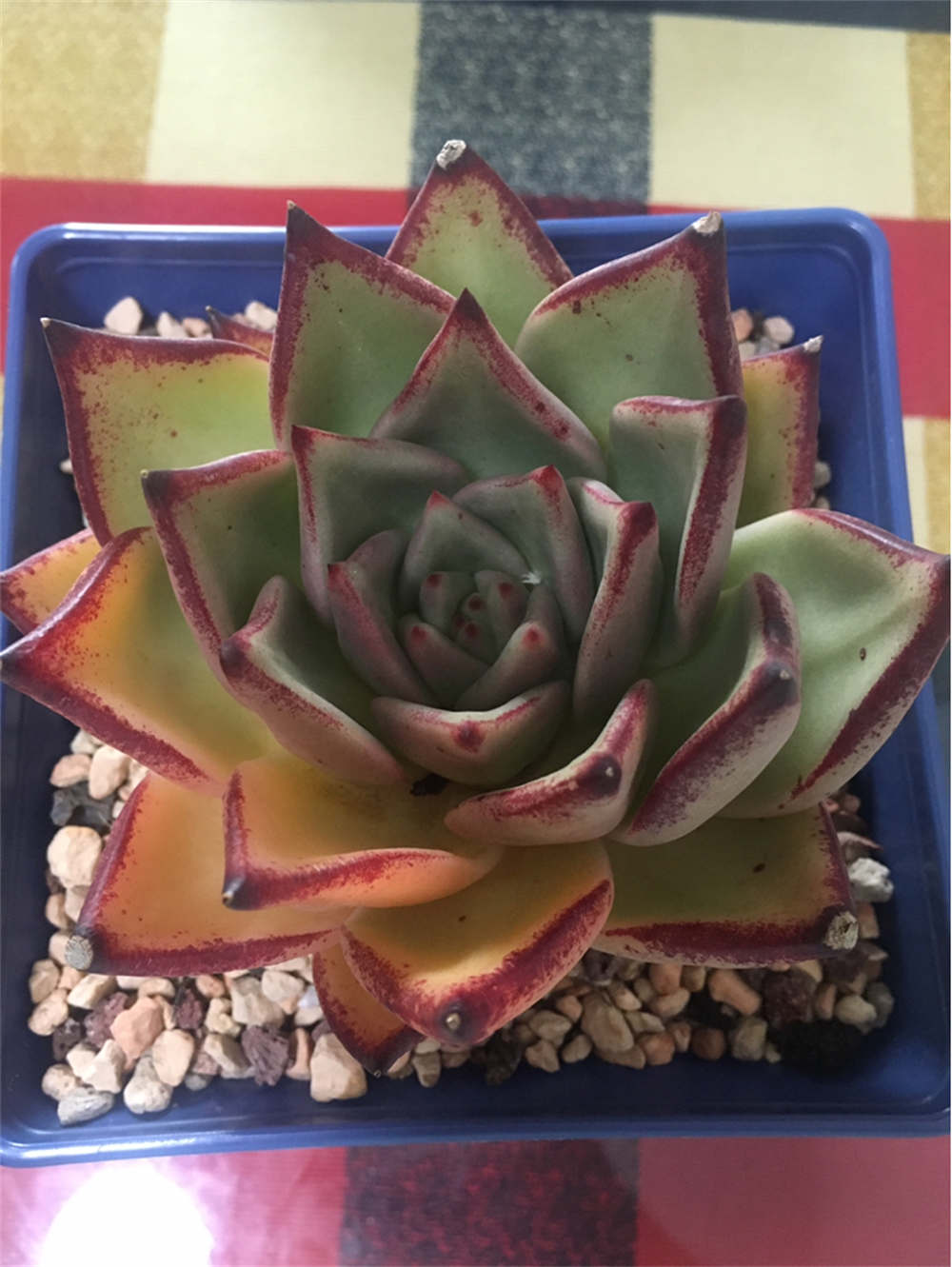 天狼星多肉
