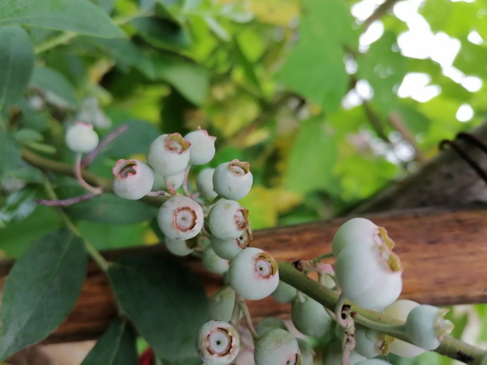 蓝莓