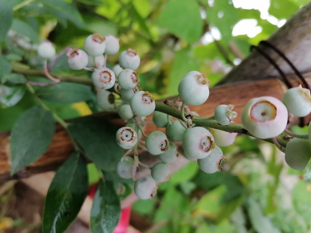 蓝莓