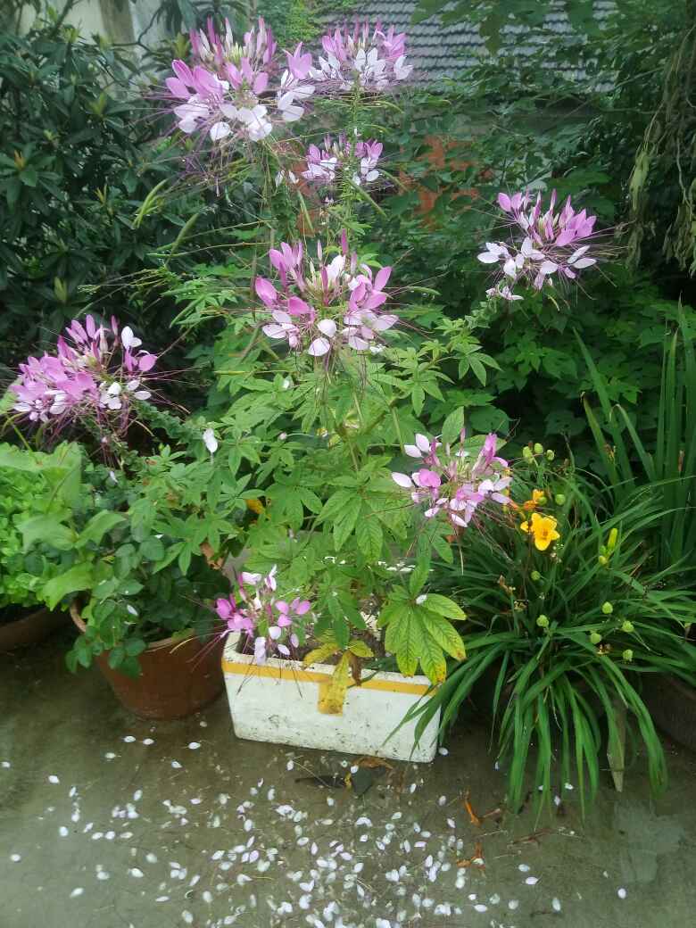 醉蝶花