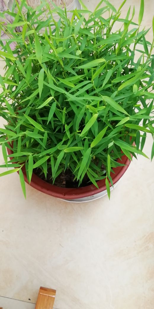 米竹