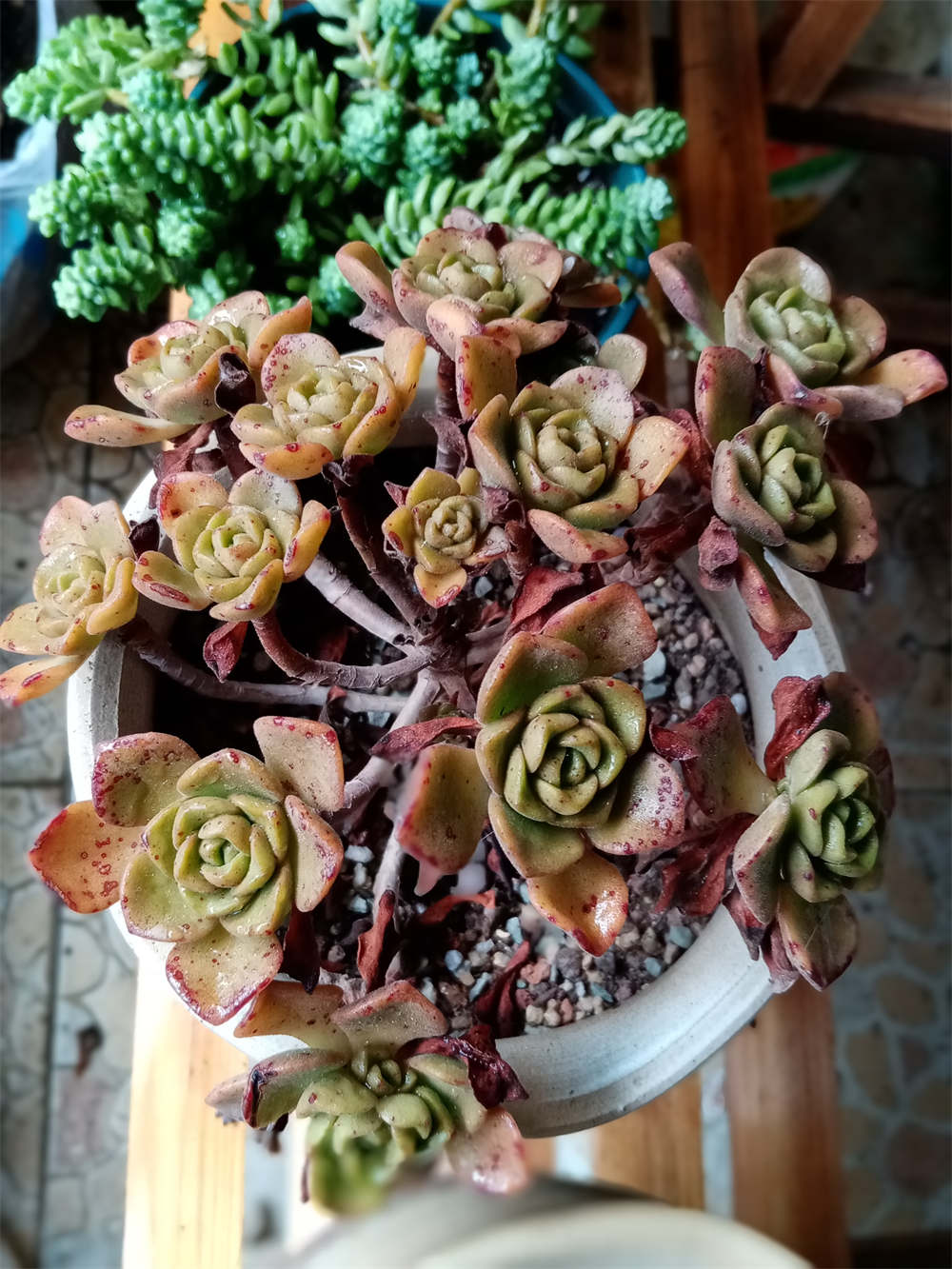 百合丽丽