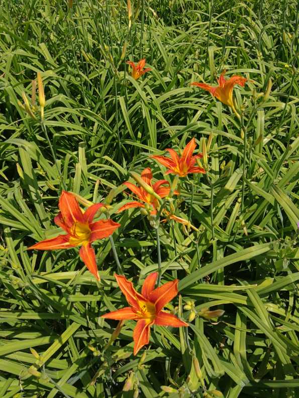 花卉